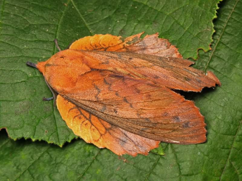 Gastropacha quercifolia (Linnaeus, 1758)